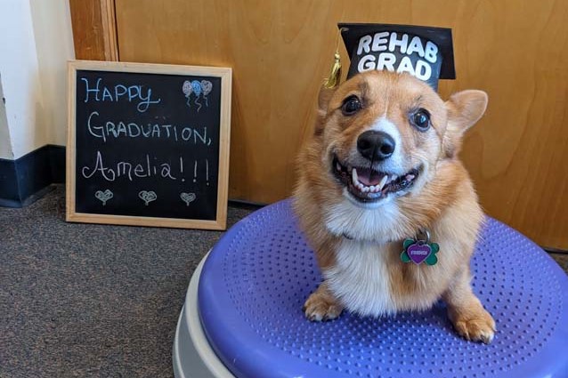 A dog wearing a graduation cap