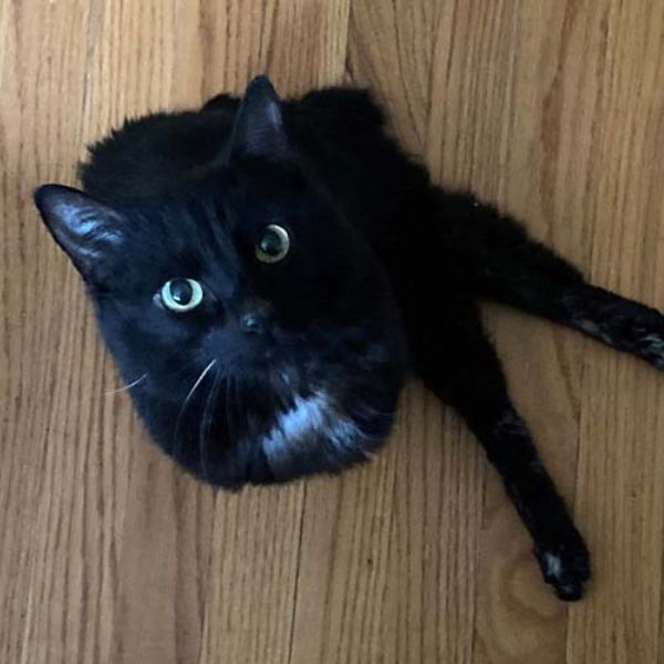 a black cat lying on a wood floor