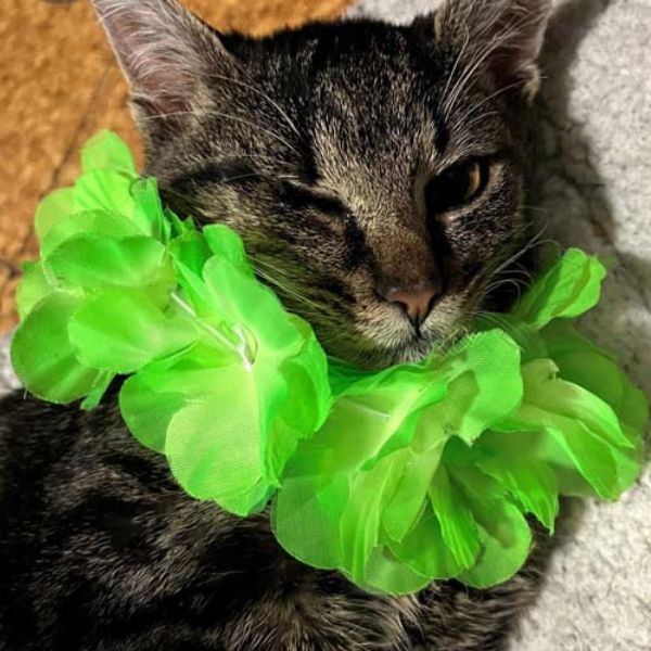 a cat lying on the floor with a green flower necklace