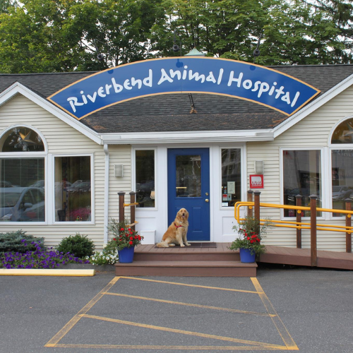 Dog sitting in front of Riverbend Animal Hospital front door