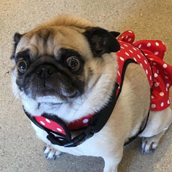 a dog wearing a red and white polka dot dress