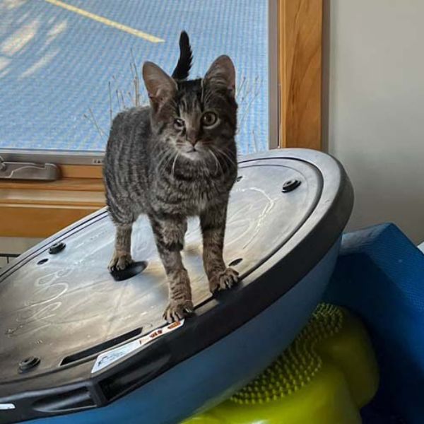 a cat standing on a round object