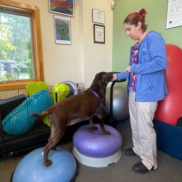 a person with a dog on exercise balls