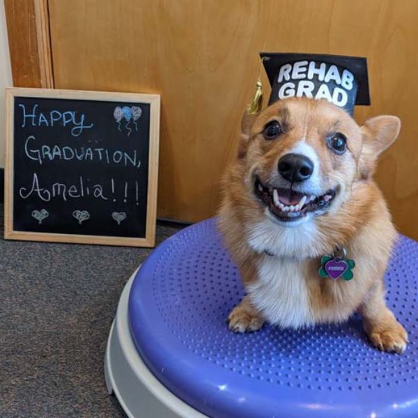 a dog wearing a graduation cap
