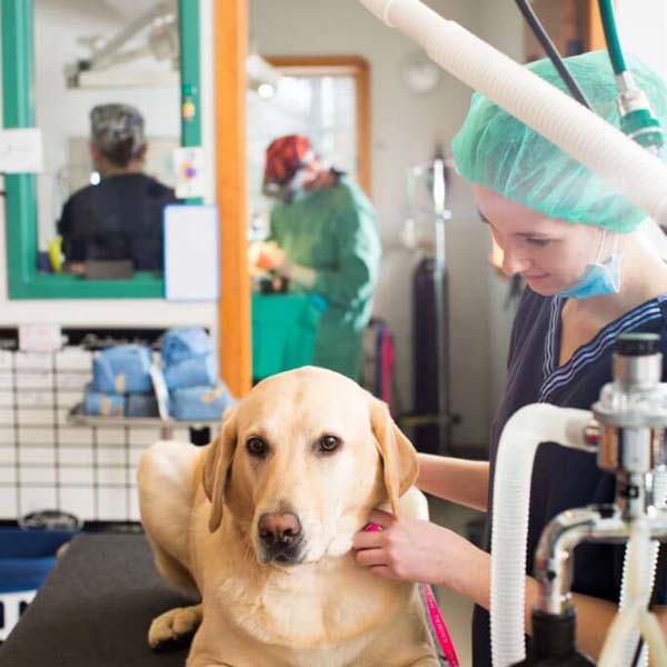 a person in a medical uniform and a dog