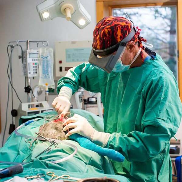 a veterinarians performing surgery