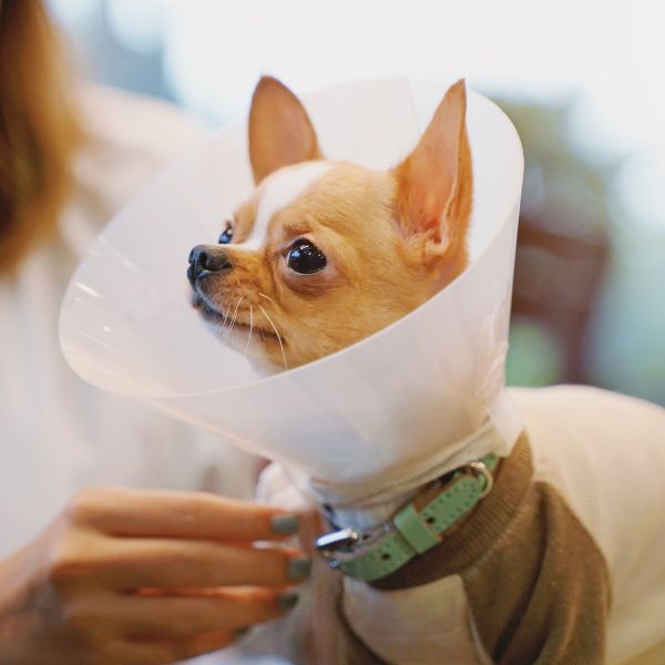 dog wearing cone
