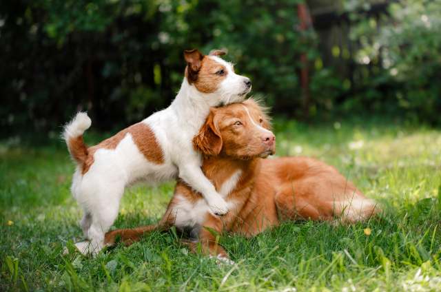 Riverbend Animal Hospital Team