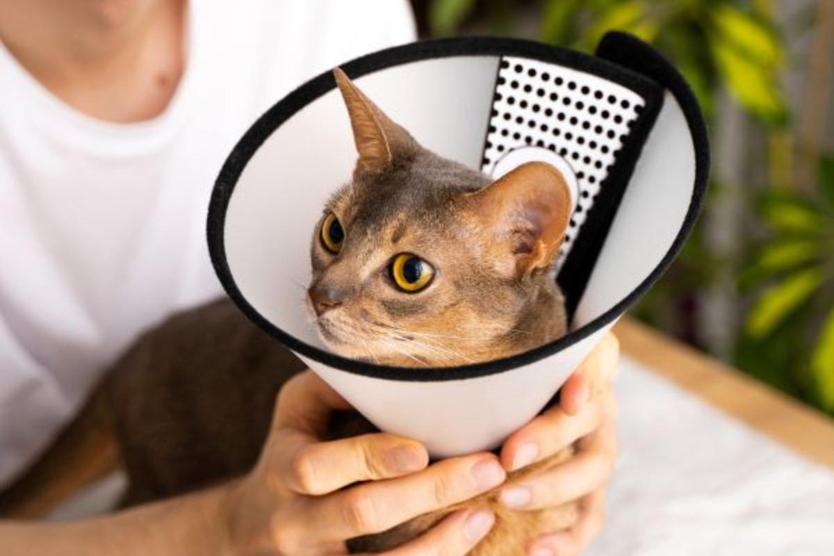 Pet wellness treatment