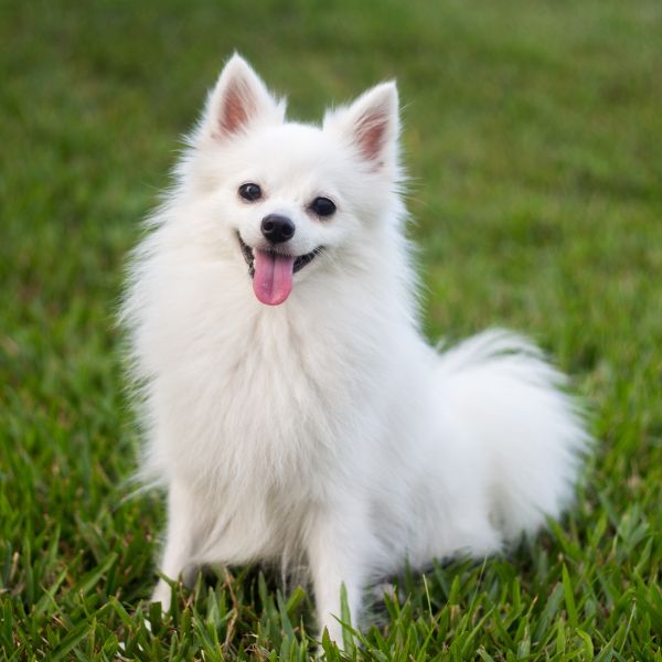 A white dog sitting in green grass