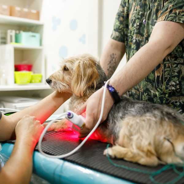 A veterinarian examines a dog on an examination table