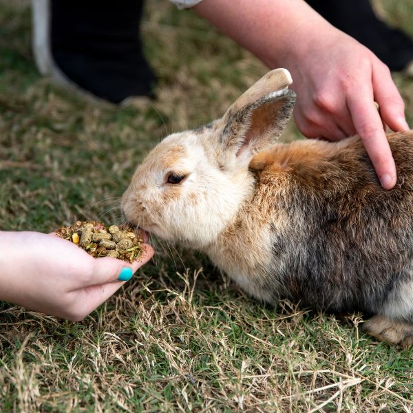 A person gently offers food to a rabbit