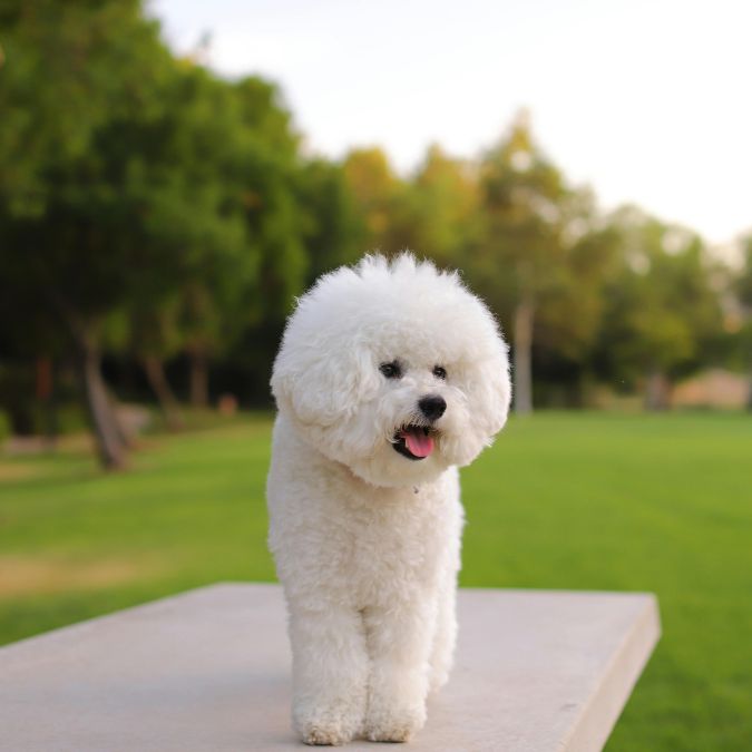 Payment Banner (11) a person wearing a mask holding a dog