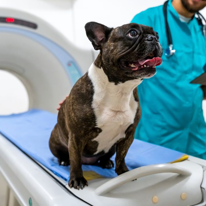 A dog calmly sitting on an MRI table