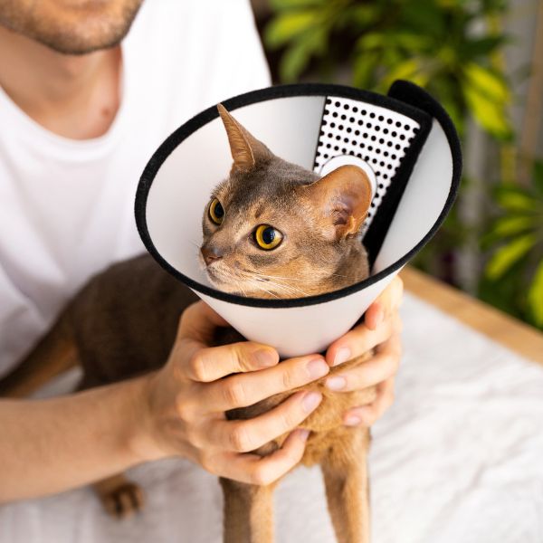 surgeru-cat A man gently holds a cat wearing a cone collar