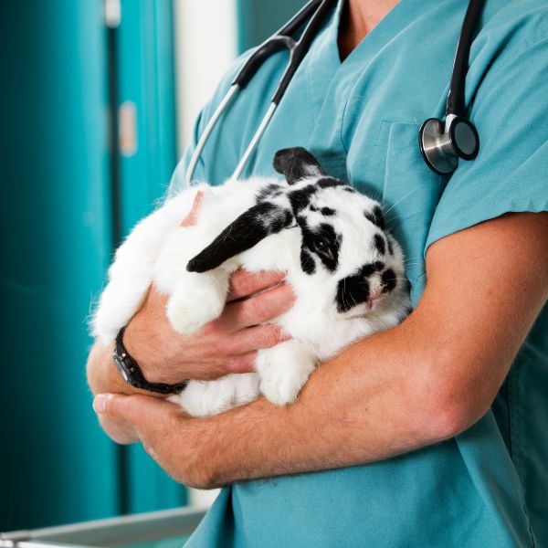 A male doctor gently holds a rabbit in his arms